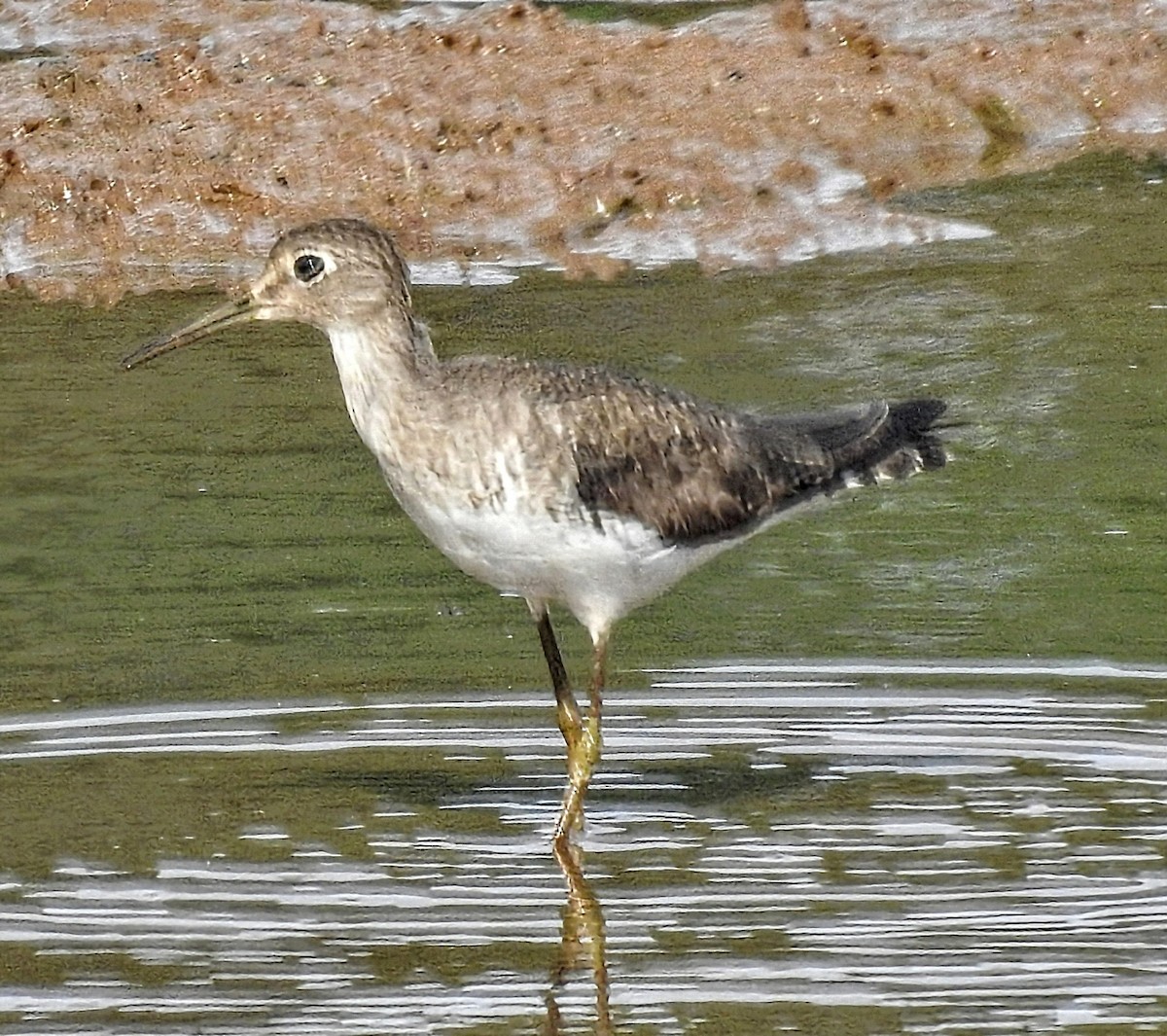 Solitary Sandpiper - ML644767515