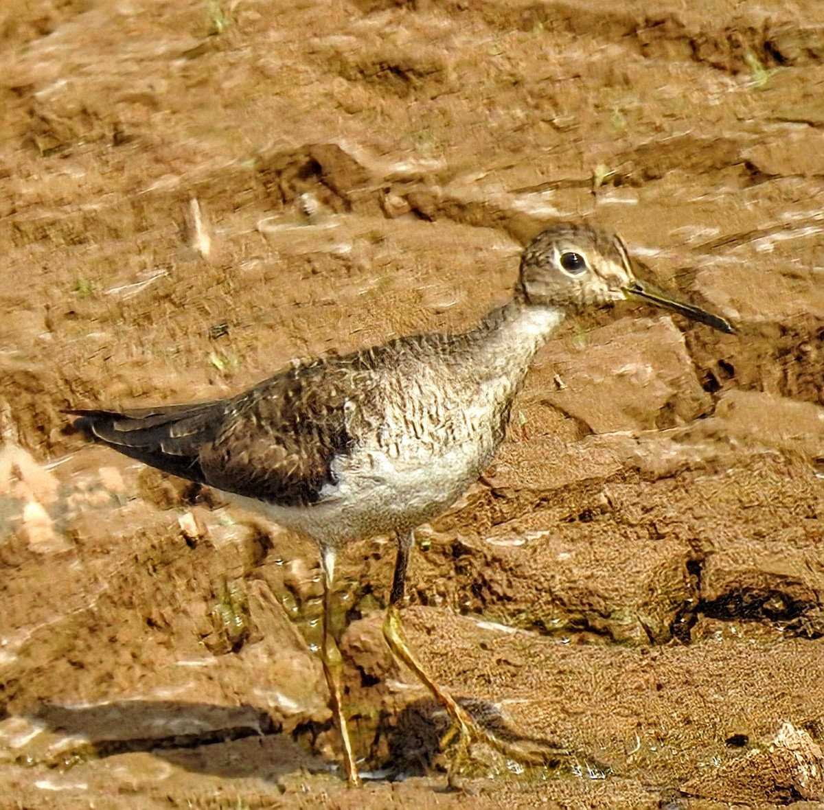 Solitary Sandpiper - ML644767516