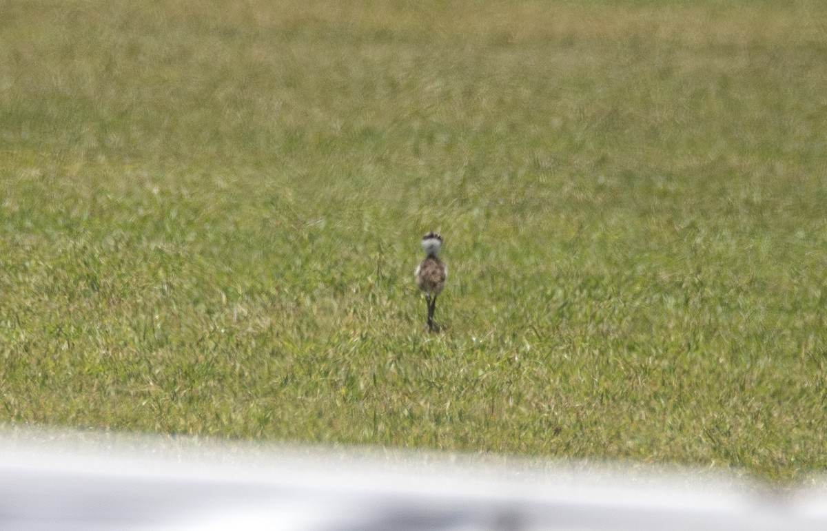 Southern Lapwing (lampronotus) - ML644767519