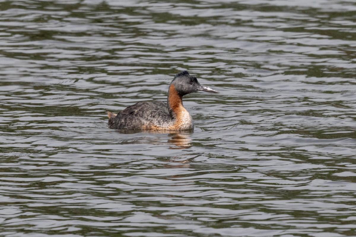 spyddykker - ML644767529