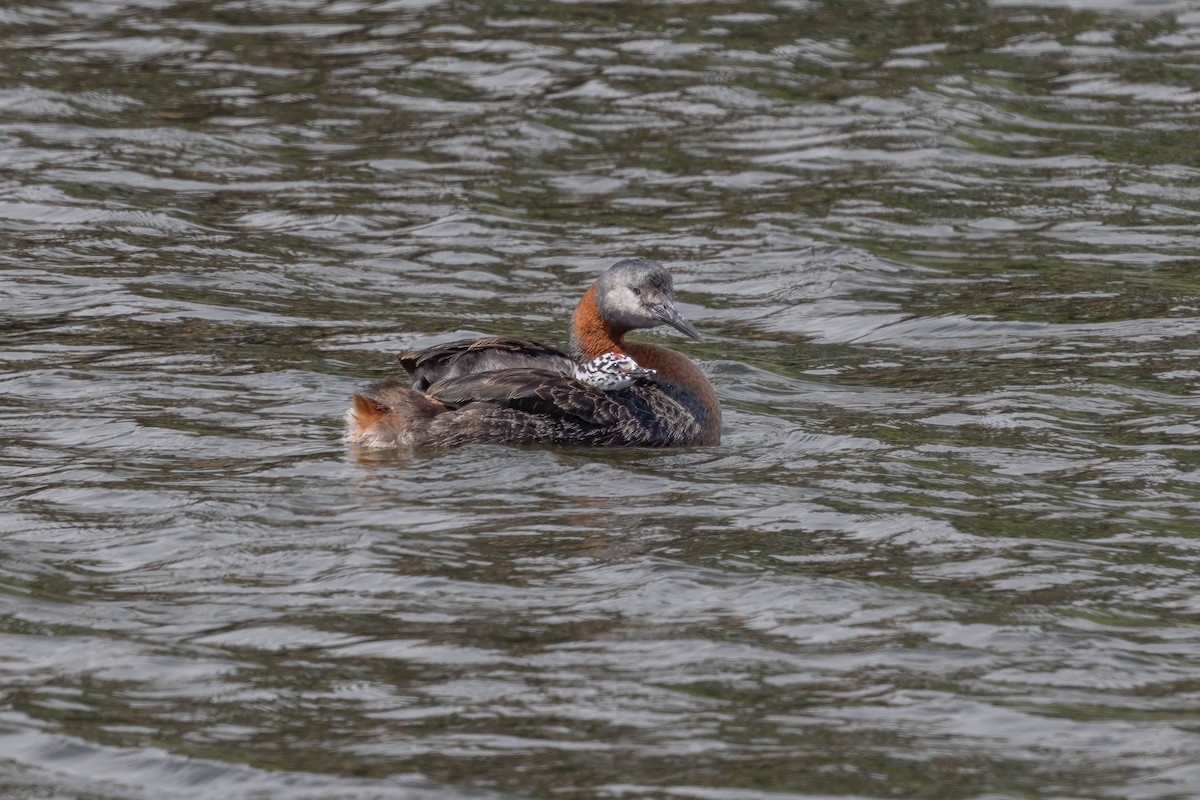 spyddykker - ML644767532