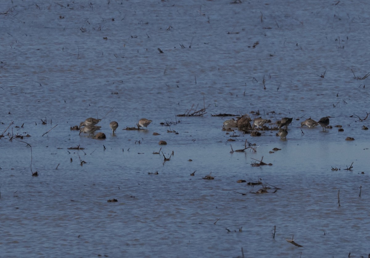 Long-billed Dowitcher - ML644767533