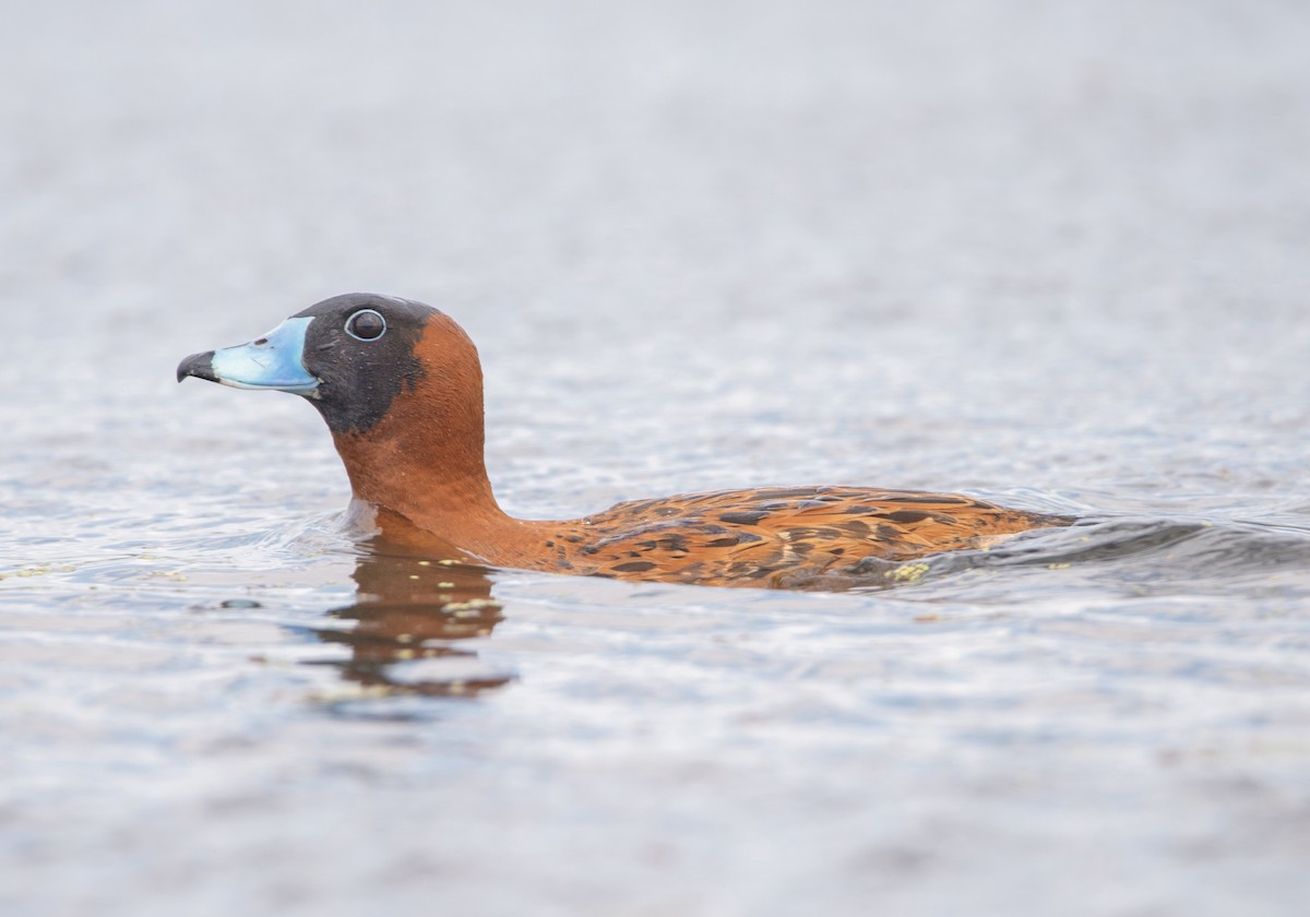 maskeand - ML644767538