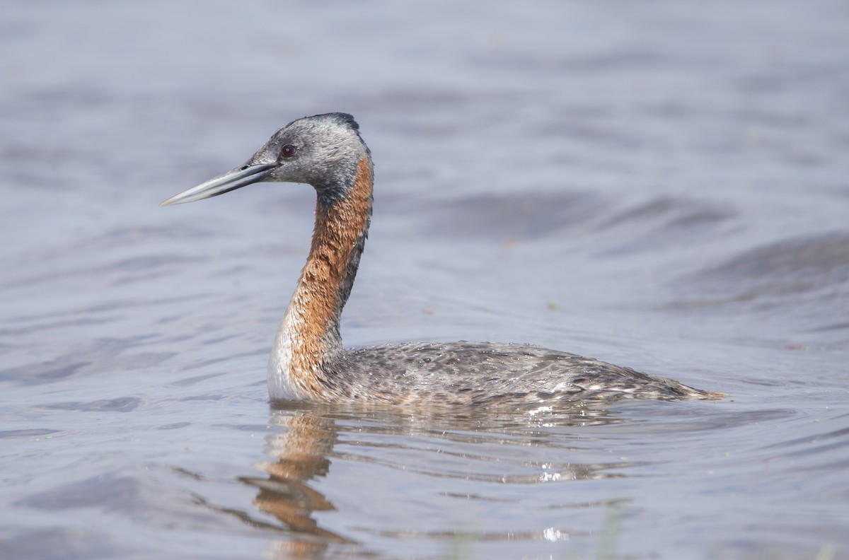 Great Grebe - ML644767544