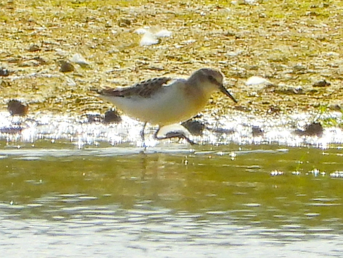Little Stint - ML644767562