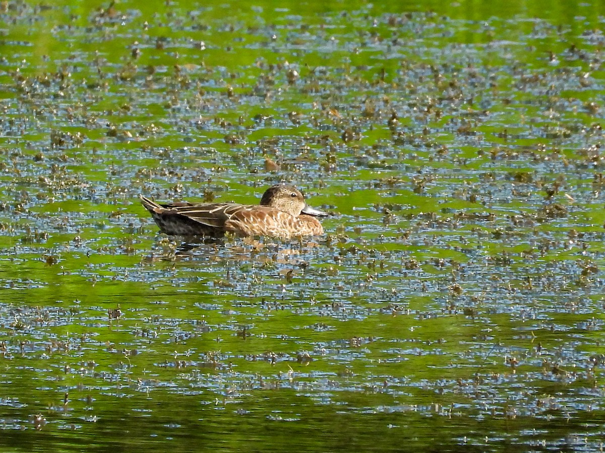 ミカヅキシマアジ - ML644767566