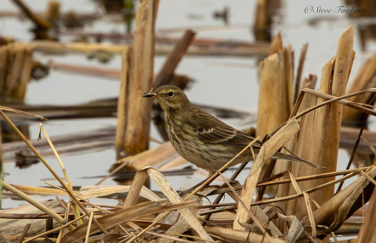 Pipit spioncelle - ML644767569