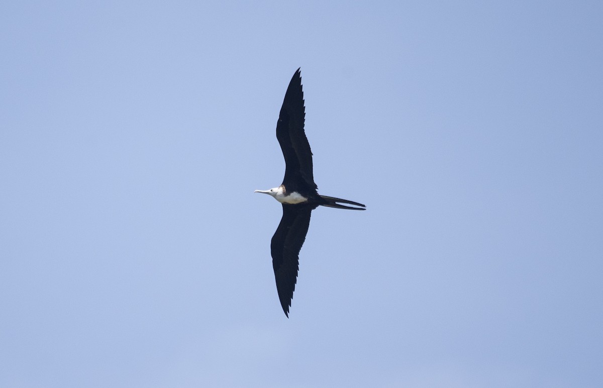 Magnificent Frigatebird - ML644767594