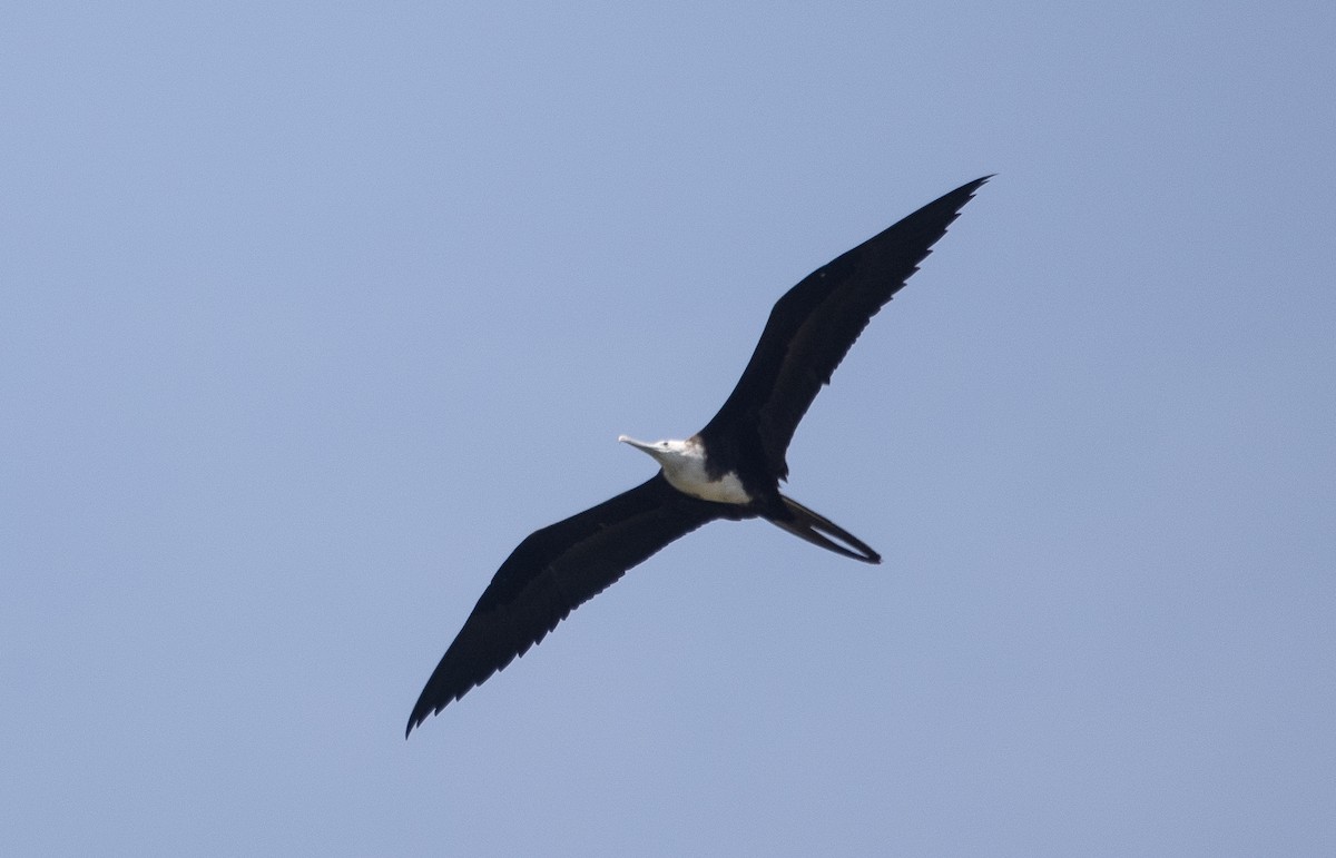 Magnificent Frigatebird - ML644767595