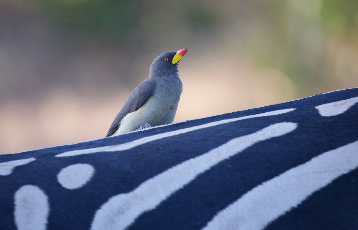 Sarı Gagalı Kenekuşu - ML644767606