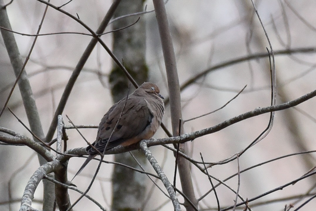 Zenaida Huilota - ML644767608