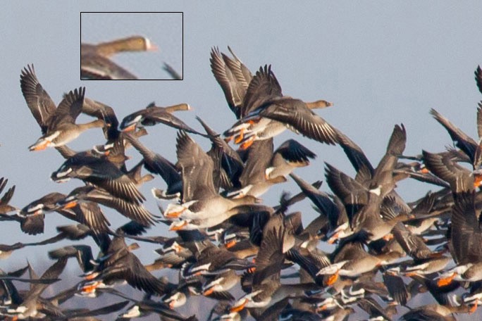 אווז קטן - ML644767616