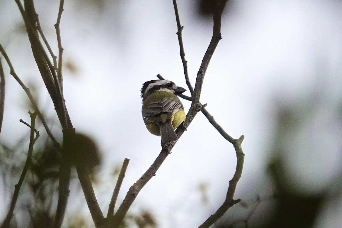 Eastern Shrike-tit - ML644767623