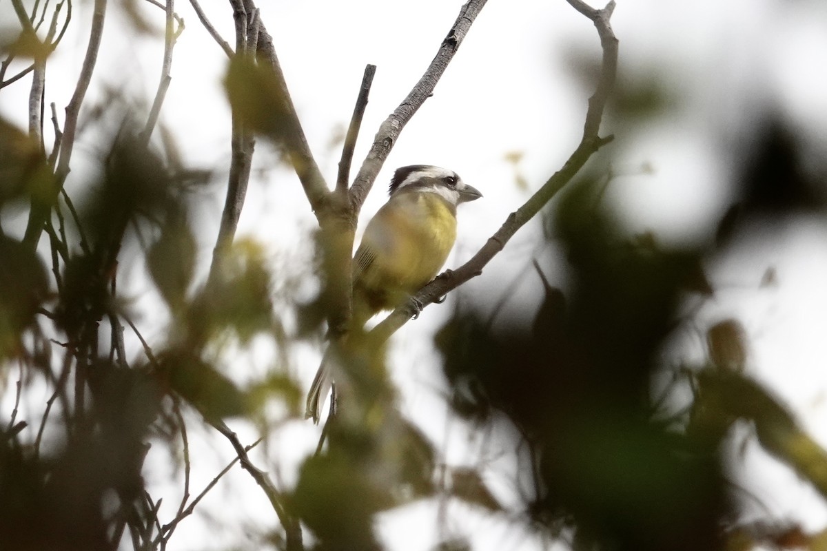 Eastern Shrike-tit - ML644767624