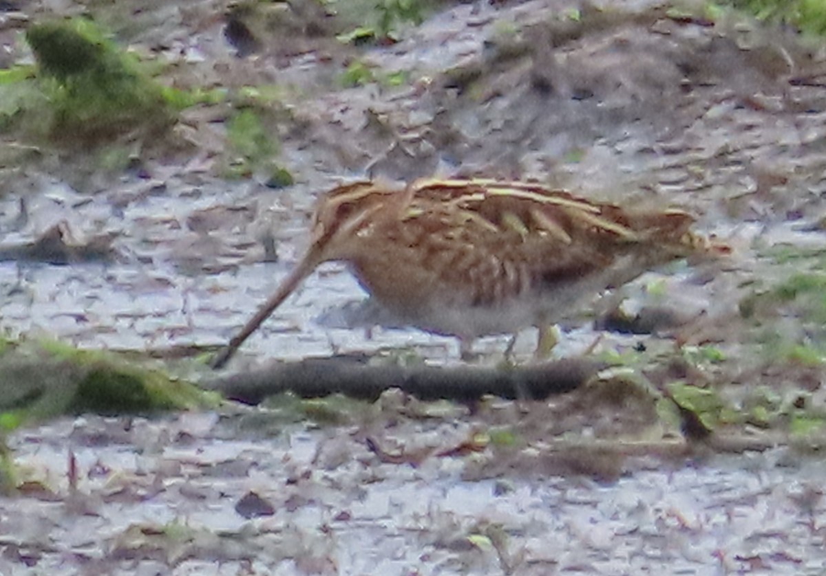 Agachadiza Común - ML644767627