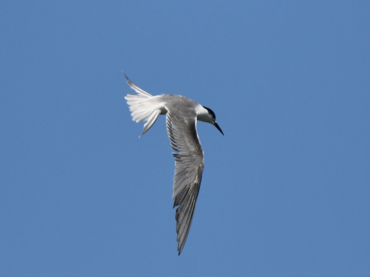 שחפית ים - ML644767629
