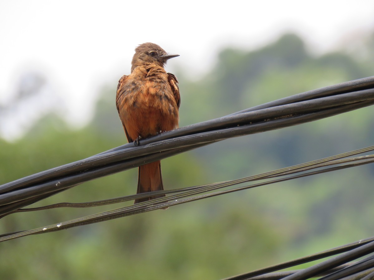 Cliff Flycatcher - ML644767632