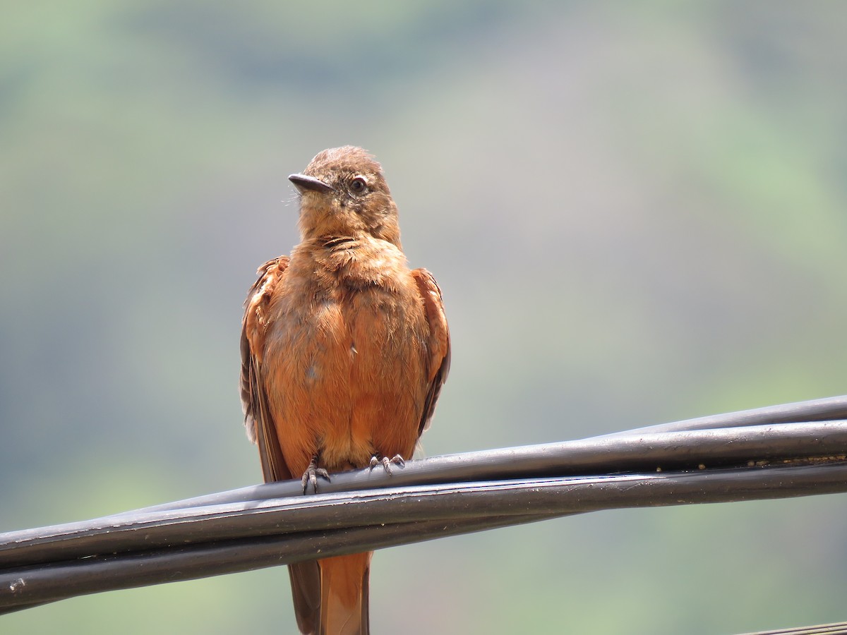 Cliff Flycatcher - ML644767633