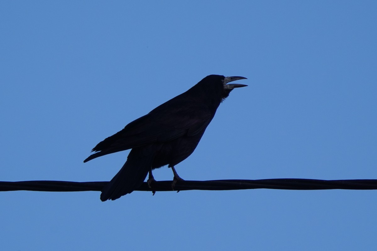 Ekin Kargası - ML644767639