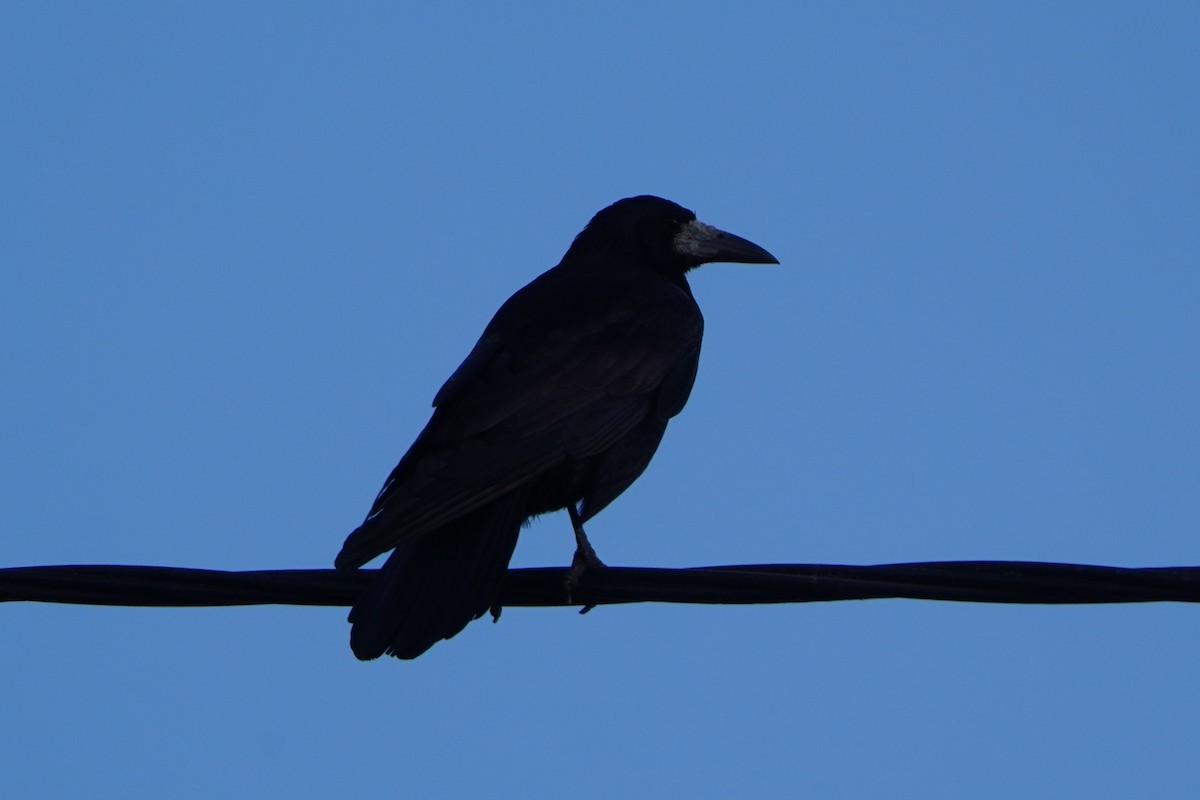 Ekin Kargası - ML644767640