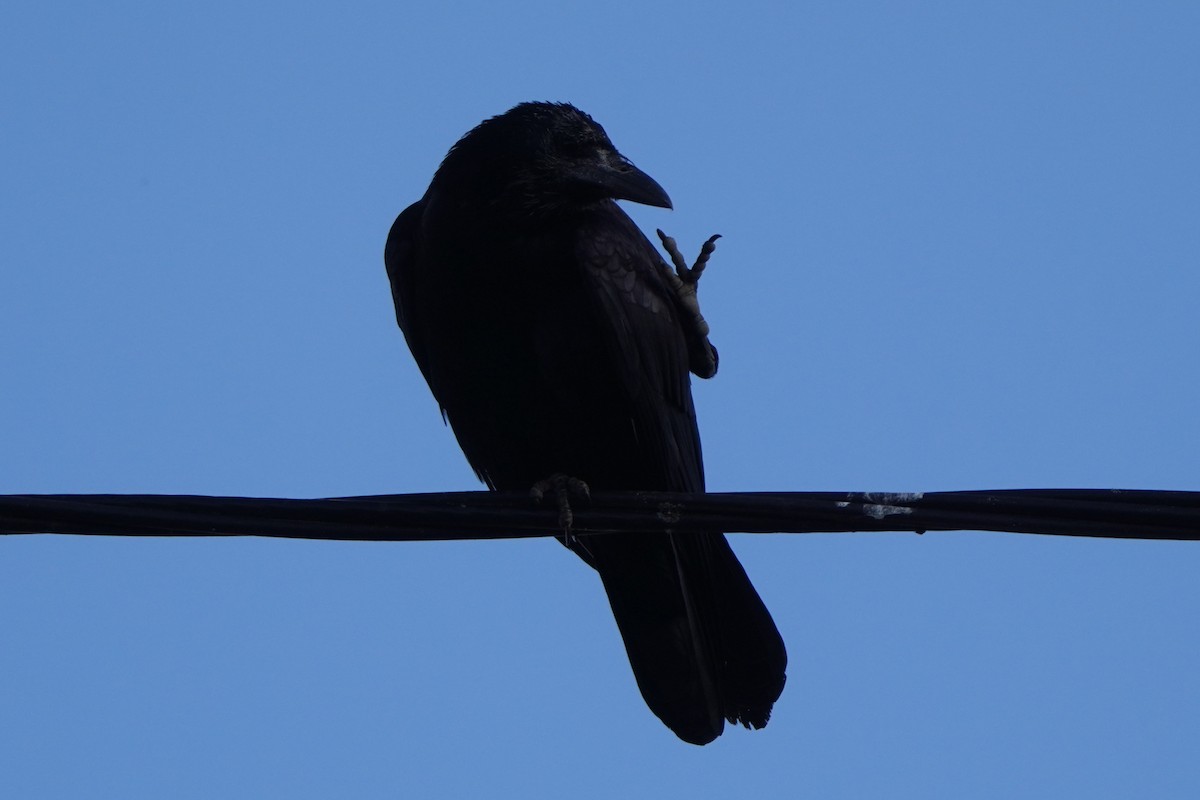 Ekin Kargası - ML644767641