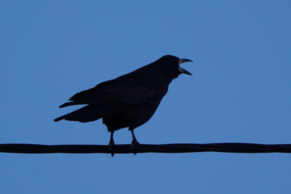 Ekin Kargası - ML644767642