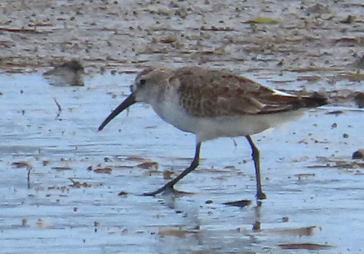 Txirri kurlinta - ML644767643