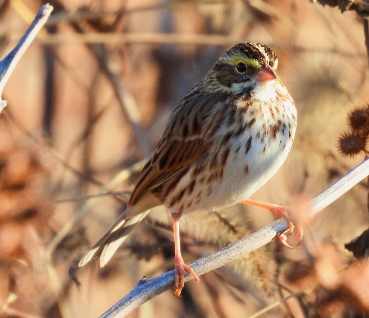 Chingolo Sabanero - ML644767644