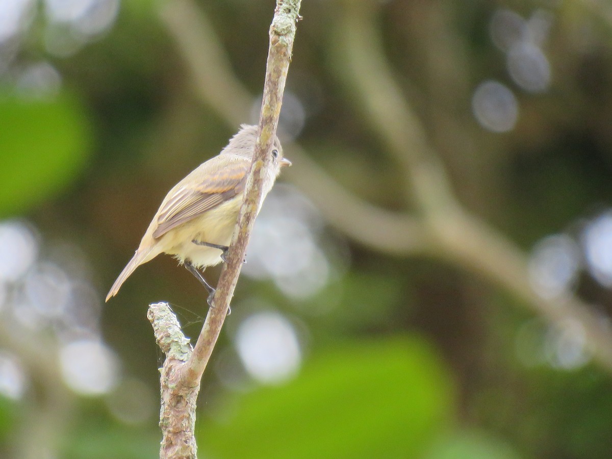 Southern Beardless-Tyrannulet - ML644767652