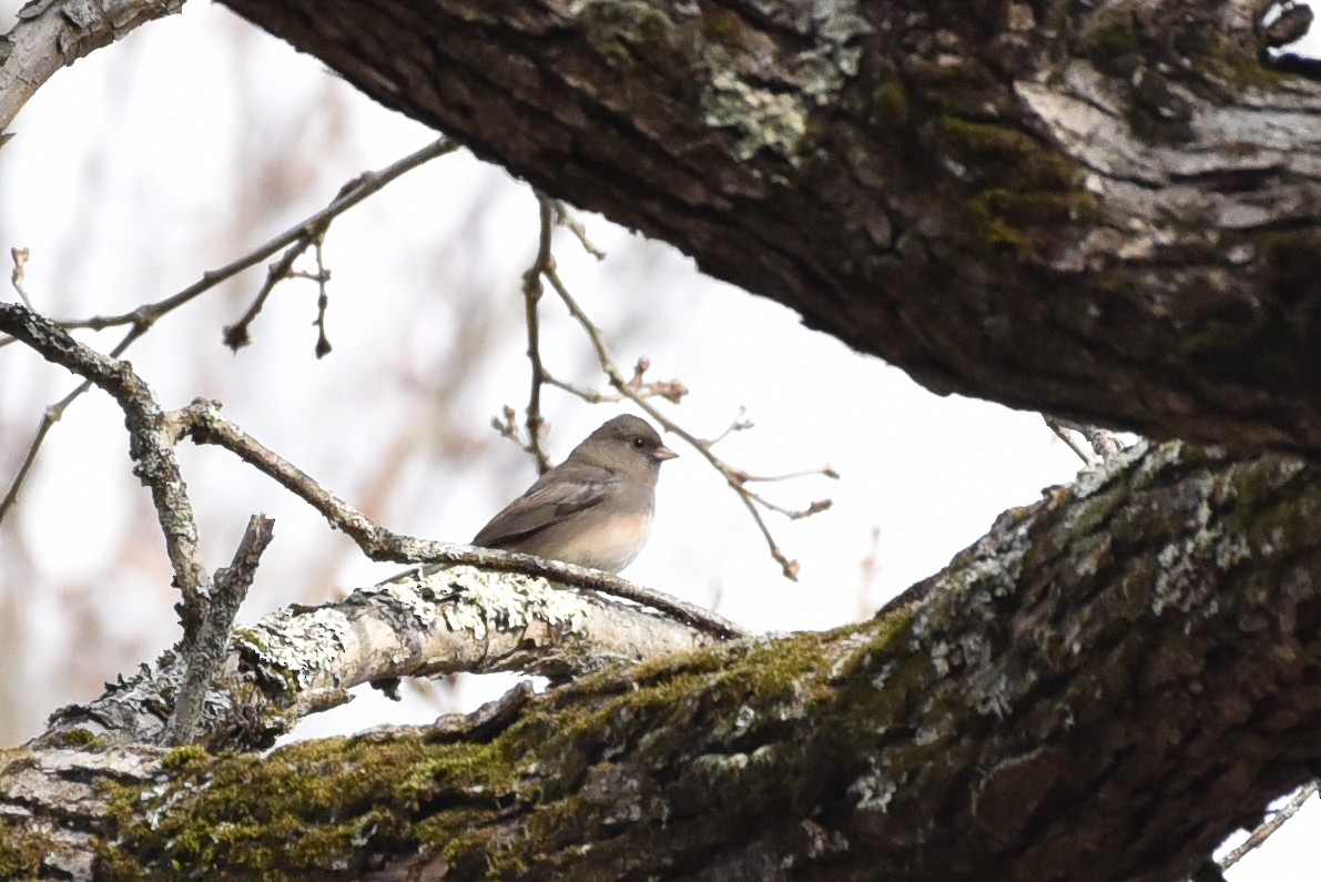 Dark-eyed Junco - ML644767653