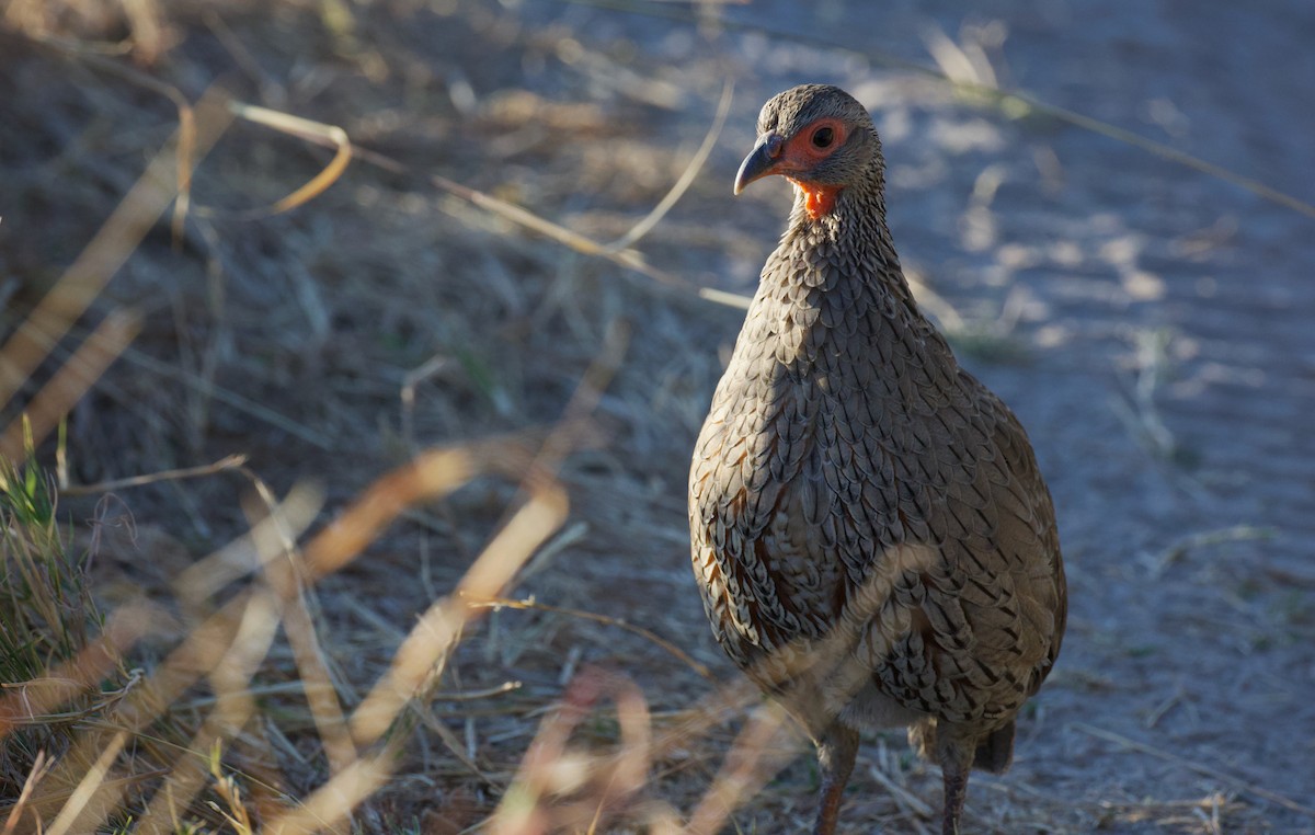 Swainson's Spurfowl - ML644767654
