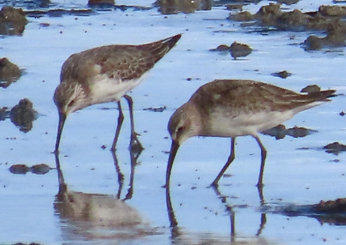 Txirri kurlinta - ML644767655