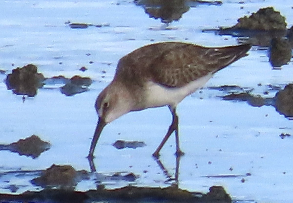 Txirri kurlinta - ML644767664