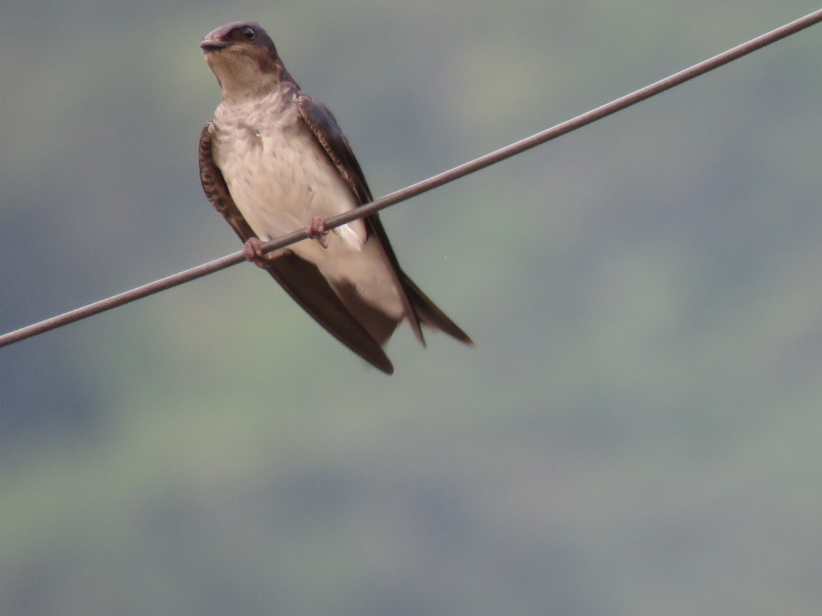 Gray-breasted Martin - ML644767694