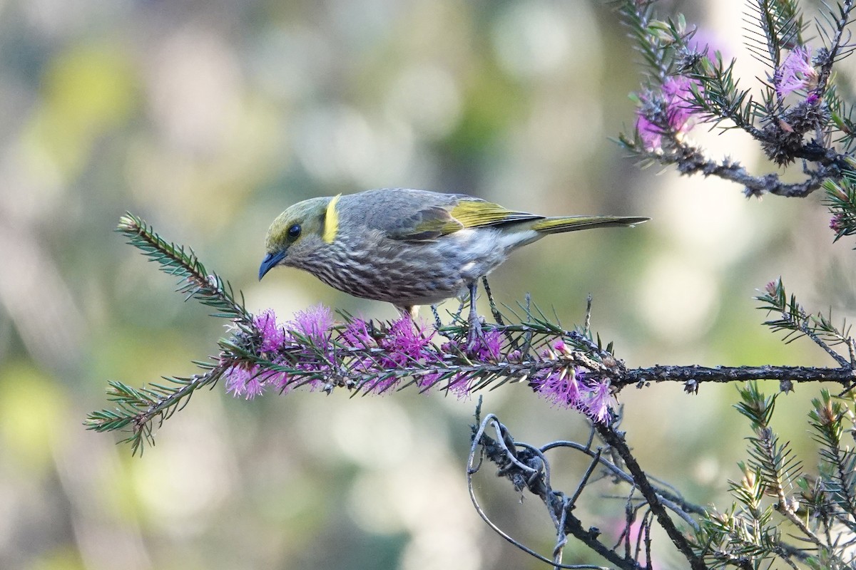 Кольчатый медосос - ML644767695