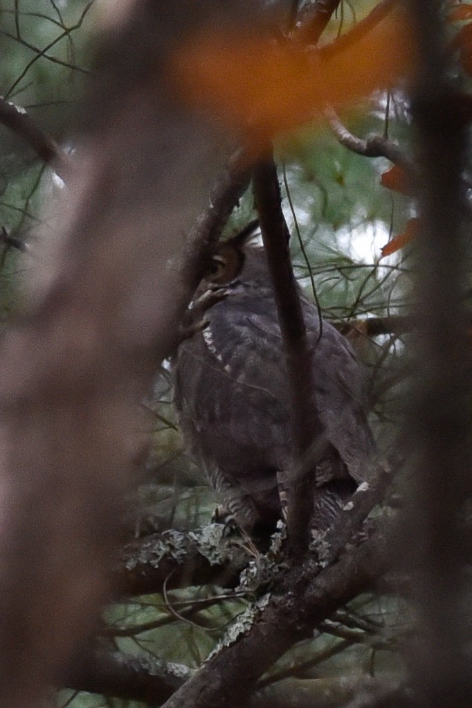 Great Horned Owl - ML644767697