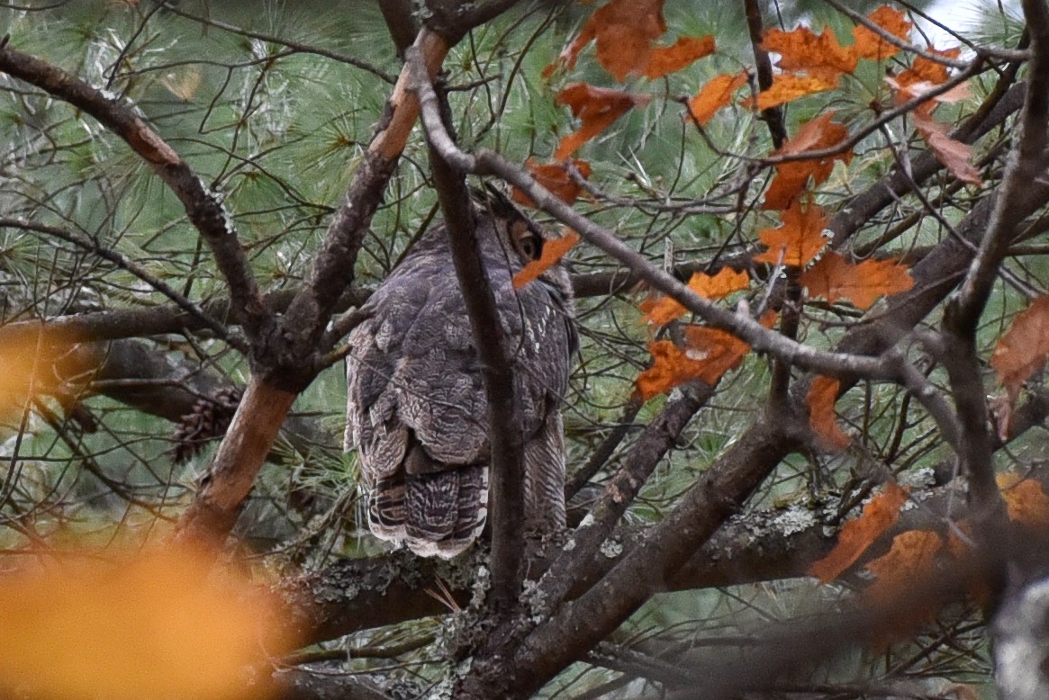 Great Horned Owl - ML644767702
