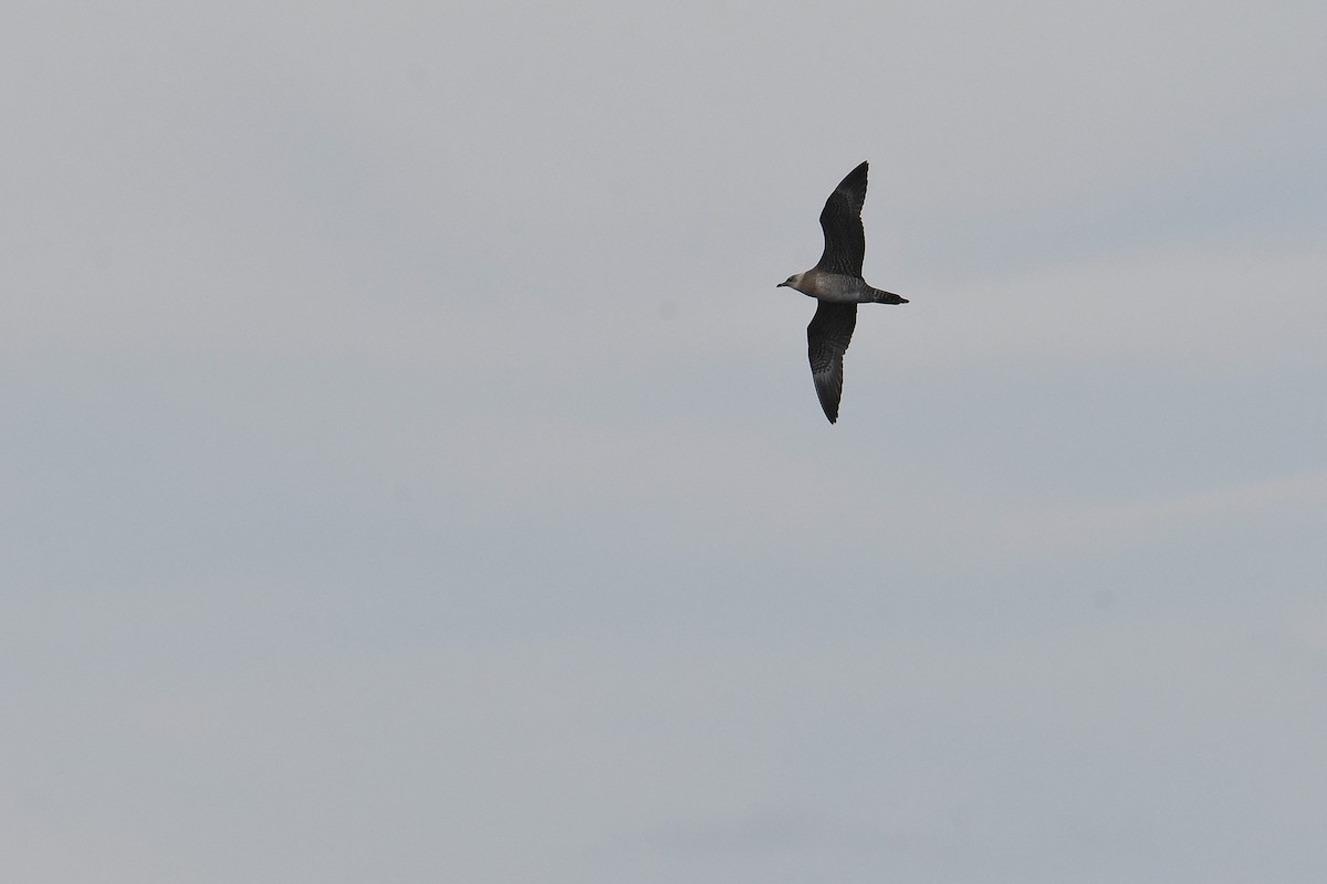 Labbo codalunga - ML644767708