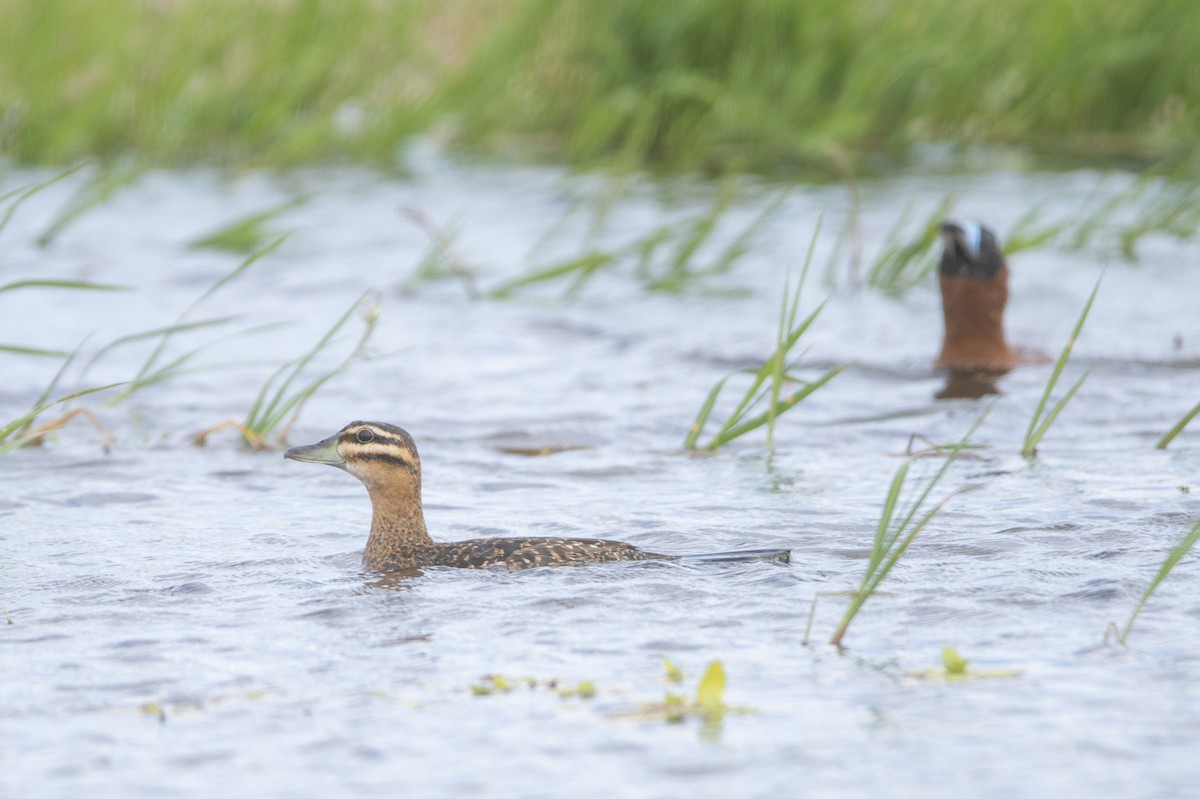 maskeand - ML644767709