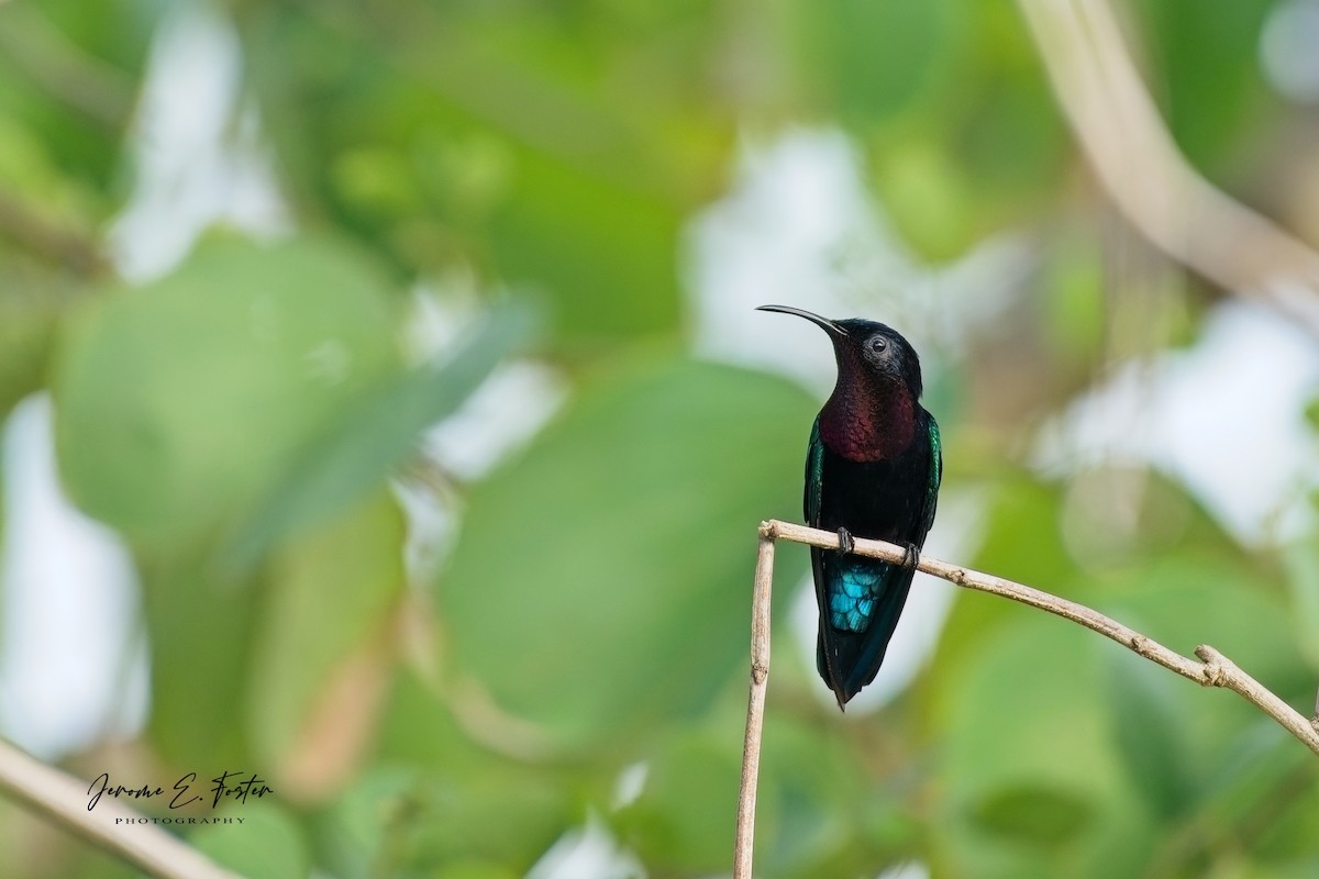 Purple-throated Carib - ML644767744