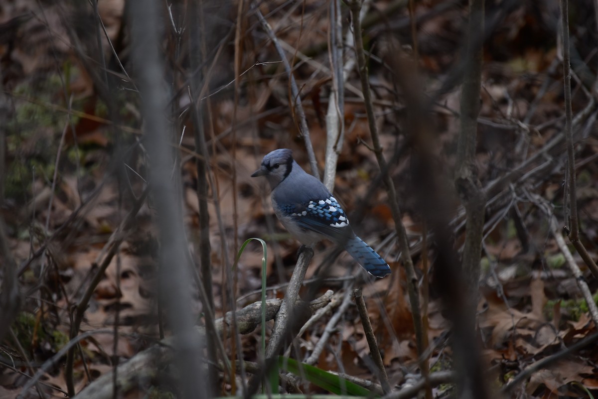 Blue Jay - ML644767745