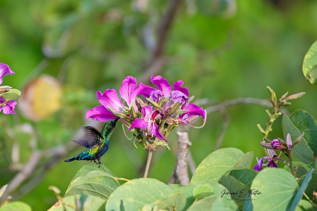 Green-throated Carib - ML644767746