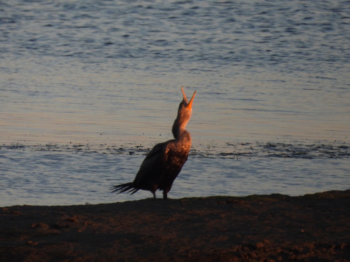 totoppskarv - ML644767752