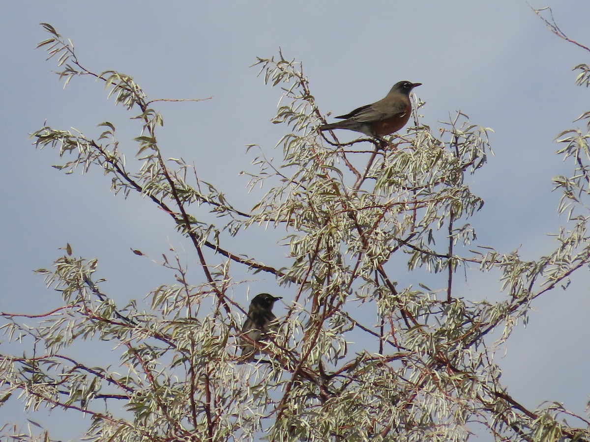 American Robin - ML644767754