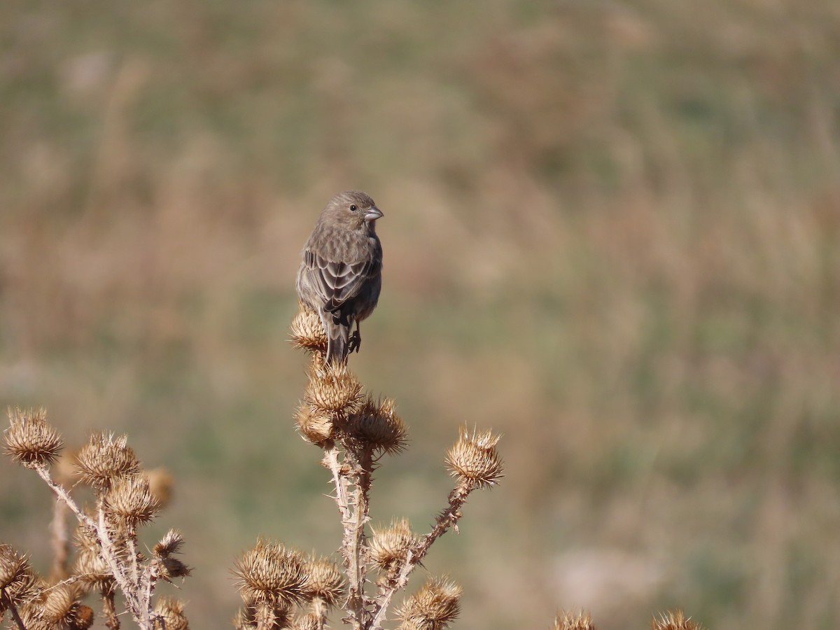 House Finch - ML644767773