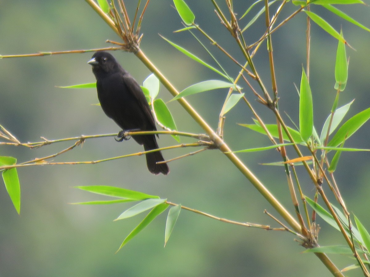 Chopi Blackbird - ML644767774