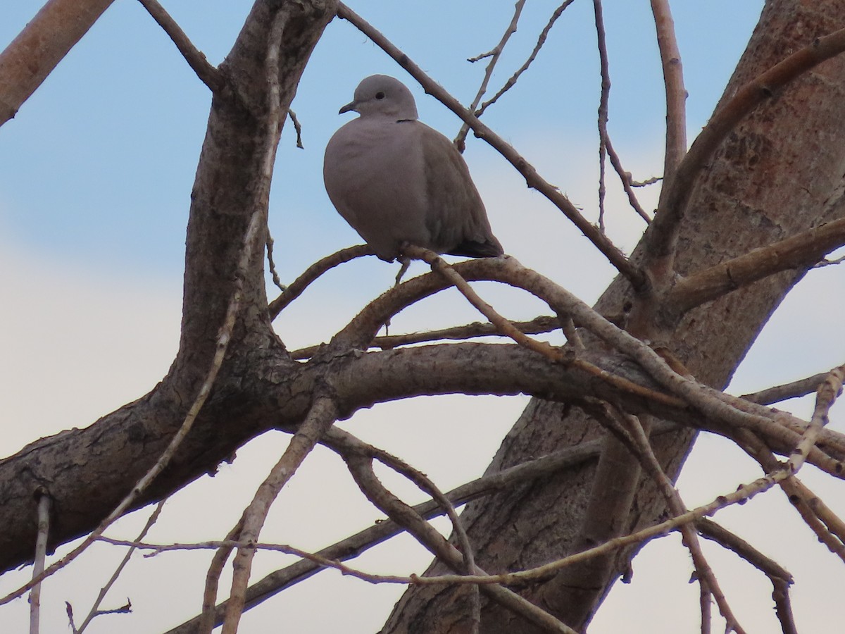 Eurasian Collared-Dove - ML644767795