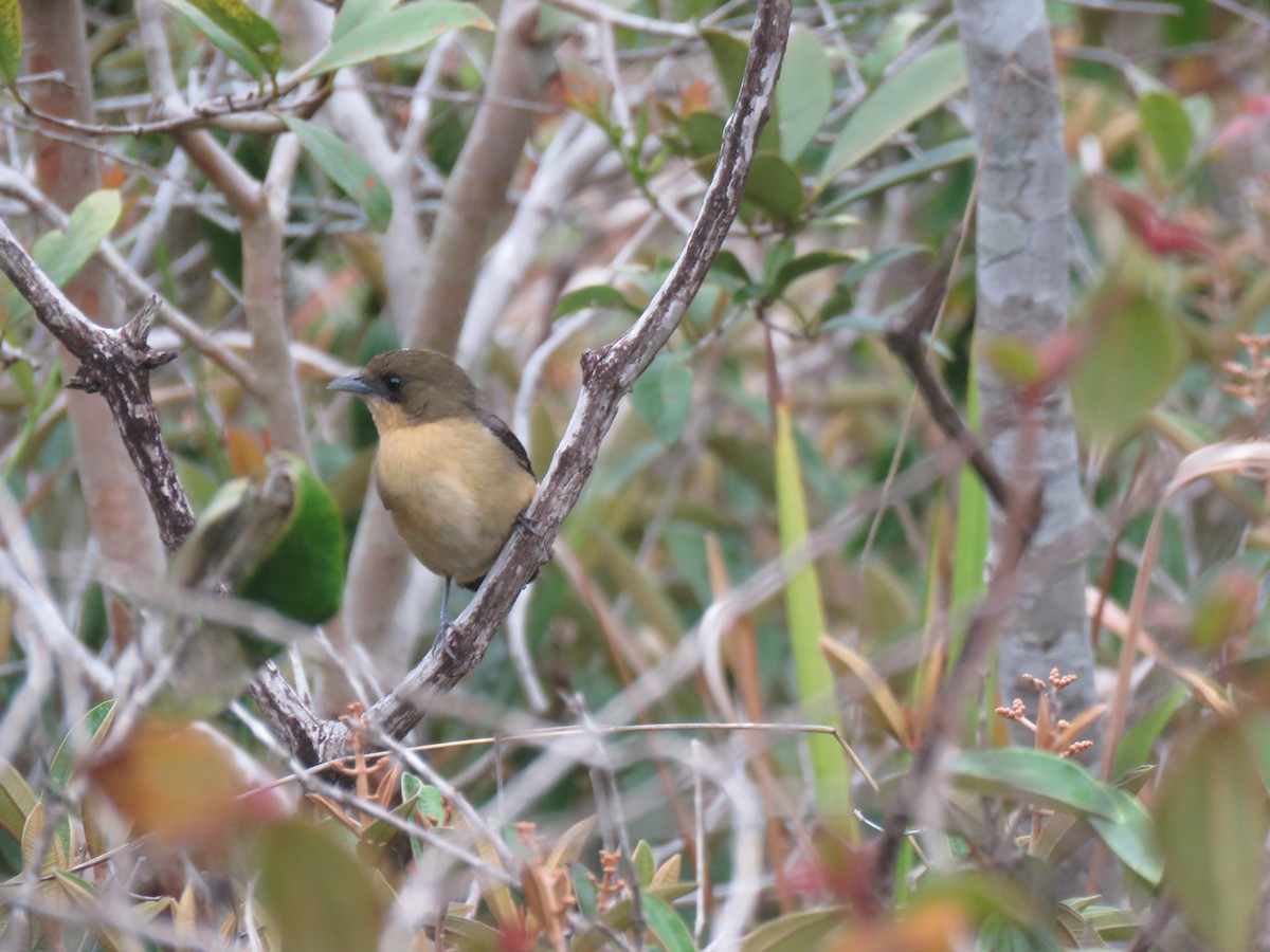 Black-goggled Tanager - ML644767798