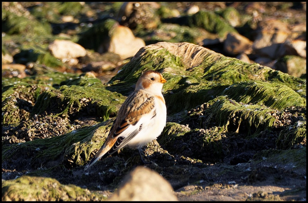 Snow Bunting - ML644767809