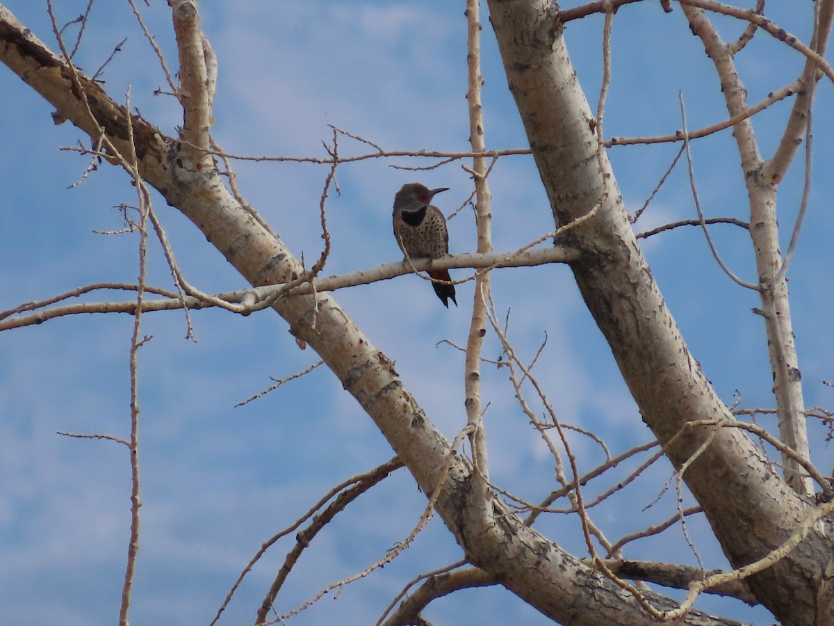 Northern Flicker - ML644767819